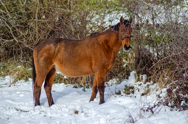 Karda otlayan dağ atı, Kuzey Portekiz 'in tipik Garrano' su. Peneda Geres Ulusal Parkı