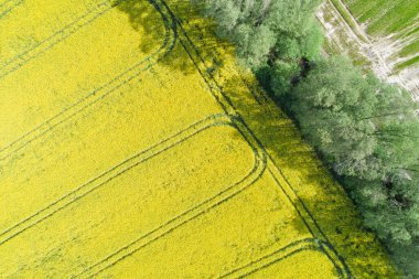 Yukarıdan Brassica Napus 'un soyut görüntüsü, hava aracı görüntüsü. Tarım kavramı geçmişi