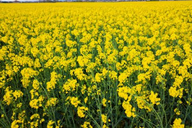 Geniş tarım arazisi güneş altında açan kolza tohumu