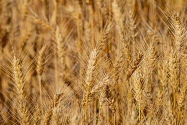Yeşillik mevsiminde buğday tarlasında altın tanesine yakın durun.