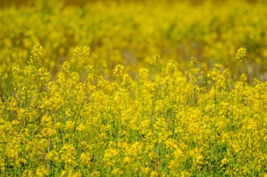 İlkbaharda gün batımında parlak sarı kolza tohumu tarlası