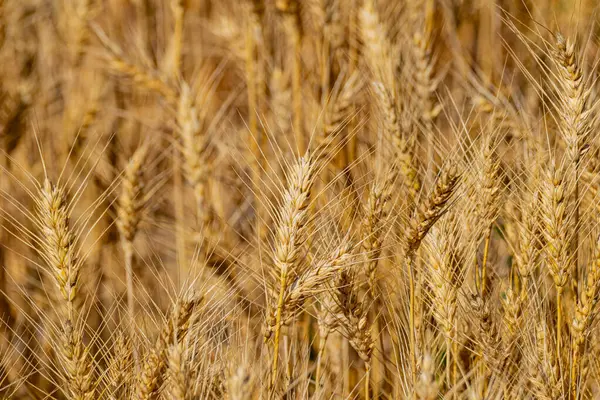 Yeşillik mevsiminde buğday tarlasında altın tanesine yakın durun.