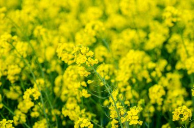 Verimli bir brassica Napus mahsulünün tarımsal arka planı hasat için hazır.
