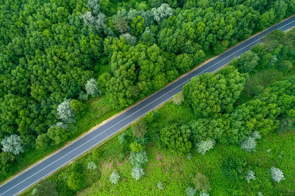 Yaz kucaklaşması, yukarıdan zümrüt ve zeytin yeşili zengin bir duvar halısını ikiye bölen ıssız gri bir yol.