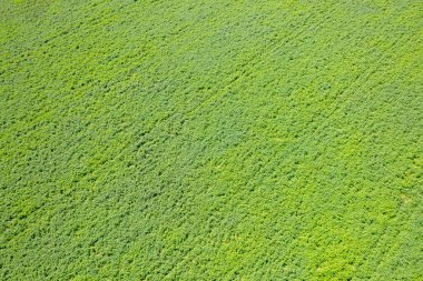 Güneşli bir gün patates tarlasında yoğun tarım mahsulü dokusu. Hava aracı görüntüsü, tarımsal kavram geçmişi