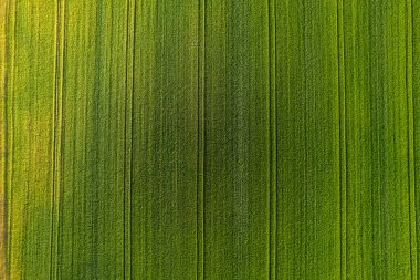 Yeşil buğday ya da mısır gevreği tarlası. Ekilmiş tarlaların desenleri ışık ve gölgeli, yukarıdan aşağıya dron görüşlü.