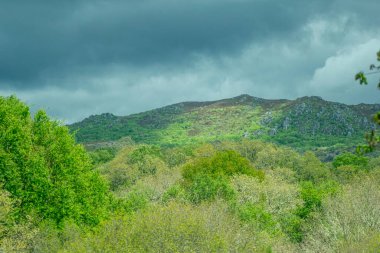 Yoğun yeşil bitki büyümesi, çevresel doku