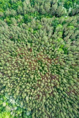 Sonsuz yeşil ağaçlardan oluşan bir orman güçlü bir çevre görüntüsü, tepeden tırnağa hava aracı görüntüsü.