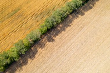 Yeşil ağaç çizgileri ve geniş kırsal alandaki çizgilerle ayrılmış altın alanların havadan görünüşü