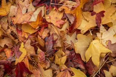 Renkli sonbahar yaprakları arka plan kırmızı, sarı ve turuncu.