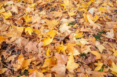 Altın Sonbahar Yeşilliği Halı Doğası Sarı Battaniye