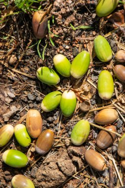 Palamut Toprakları Zemin Ormanı Sonbahar Tohumu Toplama Üst Görünümü