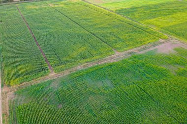 Yazın Yeşil Mısır Tarlalarının Hava Görüntüsü