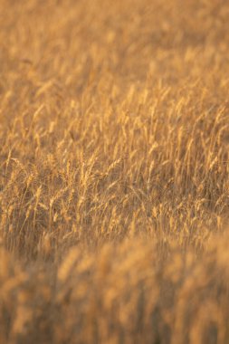 Kırsal bir çiftlikte yetişen mısır gevreği tarlası. Konsept: Besin tedariğimizin temeli.