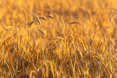 Olgun Arpa Sapıkları ya da Çayırdaki Buğday. Kavram: Tahıl ürünlerinin çeşitliliği.