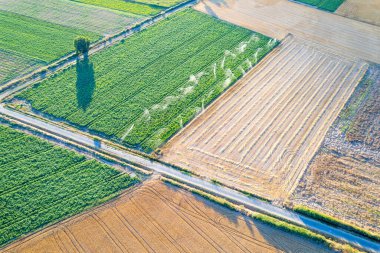 Yeşil ekin tarlasını sulayan bir fıskiye sistemi. Su yönetiminin önemini kavra.