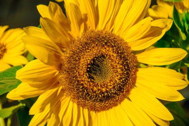 Parlak yaz güneşinin altında çiçek açan parlak sarı ayçiçeği..