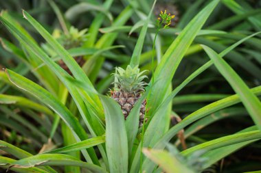 Hasata hazır olgun bir ananas, sürdürülebilir tarım kavramı..