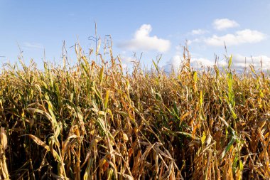 Sonbahar hasadına hazır kuru mısır sapları. Mısır hasadı.