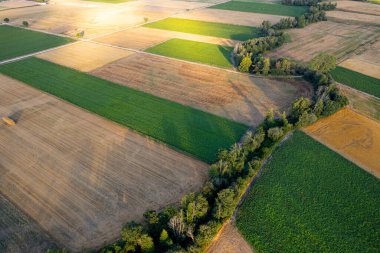 Kırsal bir arazi, altın bir tarla ve yeşil bir arazi. Tarım arazisi.