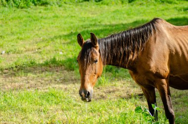 Güzel, kahverengi bir at, yemyeşil bir tarlada, huzurlu bir kırsal alan..