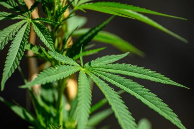 Kenevir yaprağının güzel ve ikonik şekli, bir doğa ve sağlık teması.