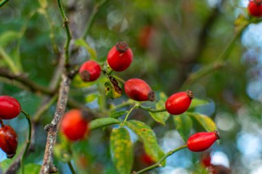 The Dog Rose Fruit veya Rosehip in Detail. Bir bitkinin belirli botanik özelliklerini kavra.