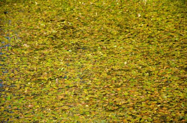 Güzel ve doğal bir bataklık ya da göl manzarası. Bataklıkların vahşi ve vahşi güzelliği kavramı.