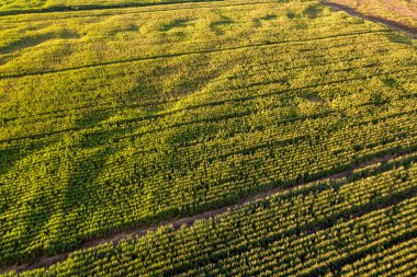 Yeşillik bir mısır tarlasında altın saat ışığı. Bir Altın Saat Çiftliği