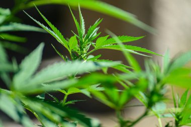 Bitkinin üzerinde sağlıklı bir kenevir yaprağı, büyüme ve sağIık kavramı..