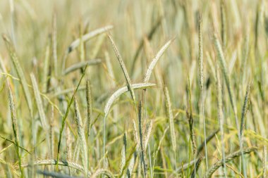 Yeşil tahıl zenginliği konseptinde iyi bir hasat vaadi.