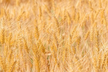 Rüzgarda sallanan altın bir tahıl tarlası doğa ve tarım kavramı.