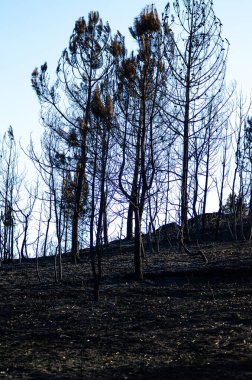 Siyah, yanmış ağaç gövdeleri parlak gökyüzüne karşı bir şablon oluşturuyor..
