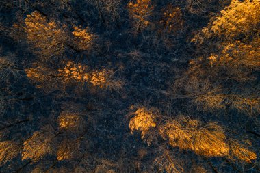 Parlayan portakal ağaçlarıyla orman yangınından sonra çekilen İHA görüntüsü..