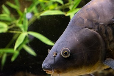 Doğal ortamında suda yaşayan bir hayvanın görüntüsü loş bir gölde ya da nehir ortamında balığın sessiz bir anını yakalar..