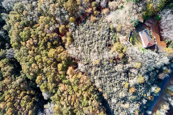 Sonbahar Ormanında Bir Evin Havadan Yukarıdan Aşağı Görünümü