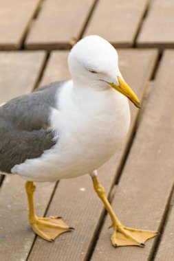 Deniz kenarındaki kuş izleme konseptinin rıhtımındaki büyük bir martının kendine güveni.