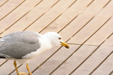 Beyaz ve gri bir deniz kuşunun doğal yaşam alanı vahşi yaşam fotoğrafçılık konseptinde güzel ve detaylı bir fotoğrafı.