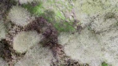 Çıplak ağaçlı bir ormanın tepeden aşağı insansız hava aracı videosu. Doğanın soyut şablonlarını kavra.