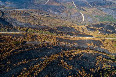 Kavrulmuş ağaçlardan oluşan bir manzaraya sahip bir orman yangını sonrası İklim Krizi