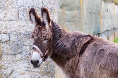 Kırsal Yaşam portresi, taş duvarın yanındaki tüylü kahverengi bir eşeğin portresi
