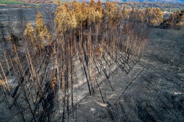 Ölü ağaçların koruduğu yangının üzücü sonucu Kayıpların Etkisi