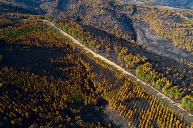 Yıkımın Yolu 'ndan geçen bir orman yangınının üzücü sonucu.