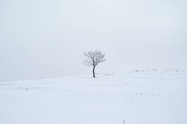 Uçsuz bucaksız ve boş kar manzarasında tek bir çıplak ağaç Yalnızlığın Güzelliği
