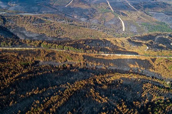 Kavrulmuş ağaçlardan oluşan bir manzaraya sahip bir orman yangını sonrası İklim Krizi