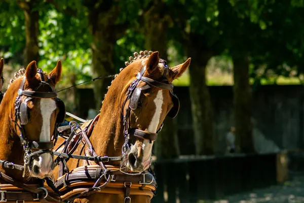 İki iyi hazırlanmış atın mükemmel ortaklığı bir at arabası çekmeye hazır bir güven bağı