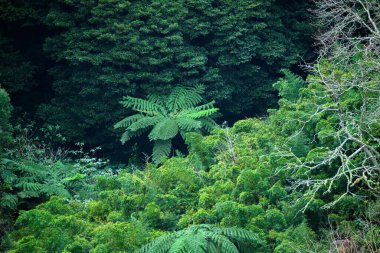 Portekiz 'in Doğal Parklarını Keşfeden Seyahat Macerası Konsepti