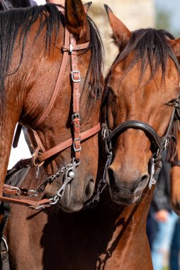 Birbirine sokulmuş İki At Nazik Bir Bağ Konsepti