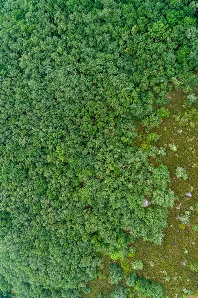 Yoğun Meşe Ormanı 'nın Doğa Konseptinin Üzerinden Gelen Dokusu