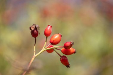 Sonbaharda Bir Köpek Gülünün Kırmızı Meyveleri Doğal İlaç Konsepti